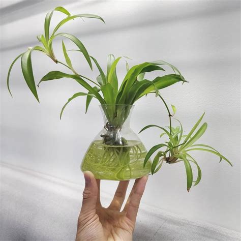 水培植物|水培新手养护指南！探索30种适合初学者的水培植物，打造绿色天堂